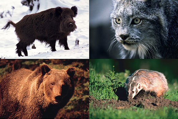 Suomalaiset horoskooppimerkit; villisika, ilves, mäyrä ja karhu.