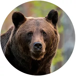 Suomalainen eläinhoroskooppi: karhu