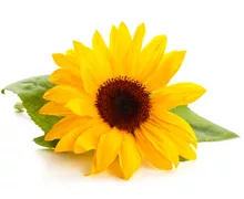 kukkahoroskooppi: auringonkukka