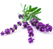 kukkahoroskooppi: laventeli