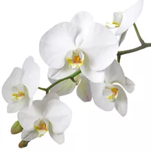 kukkahoroskooppi: orkidea