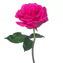 kukkahoroskooppi: ruusu