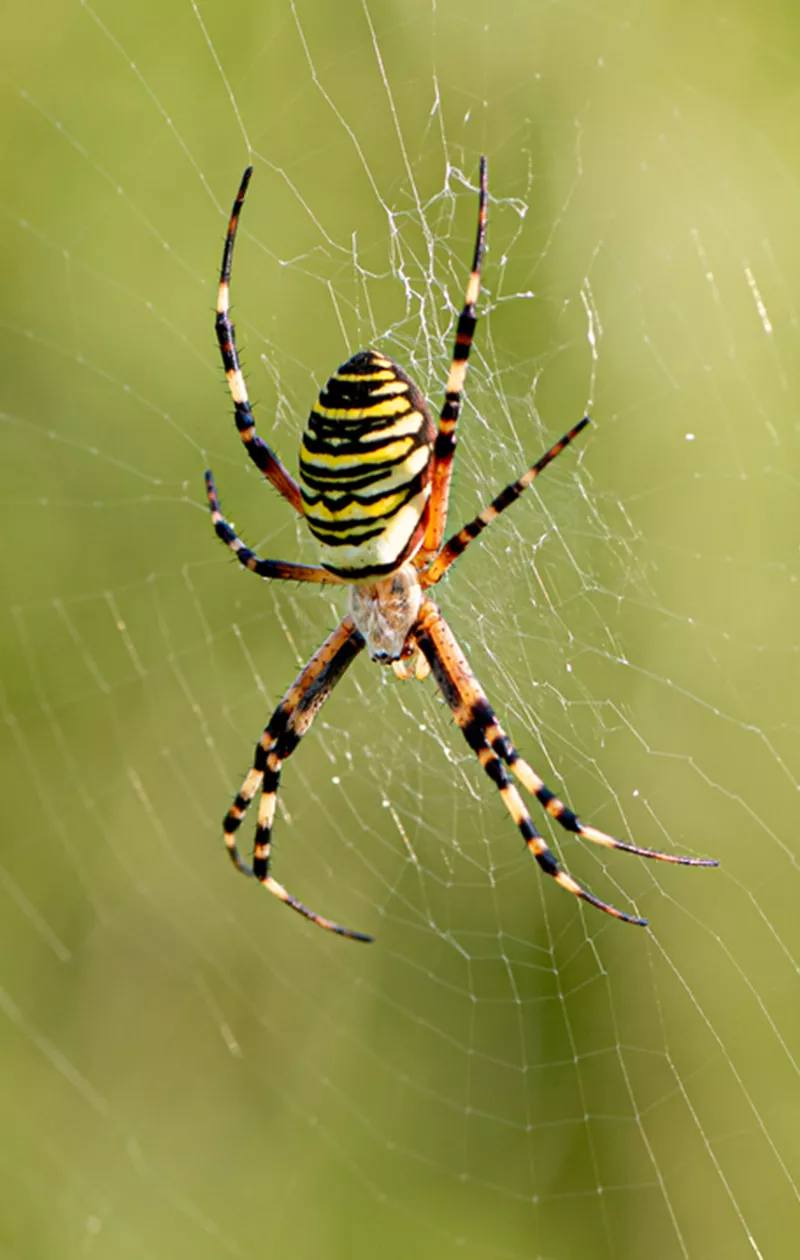 Hämähäkki kiipeää verkossa. Hämäkkifobia on yksi fibioista. Fobiat ovat usein hoidettavissa.