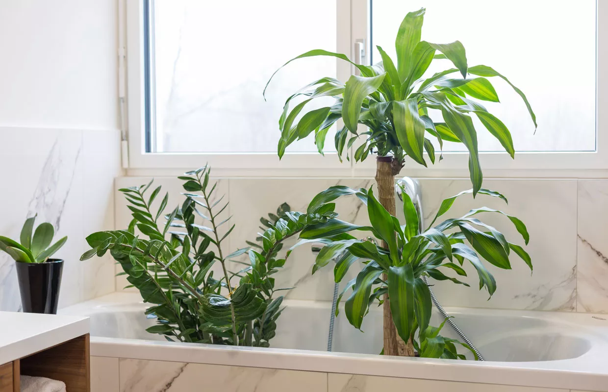 Huonekasvit voi pestä kylpyhuoneessa. Varo kuitenkin, ettei multa kastu litimäräksi!