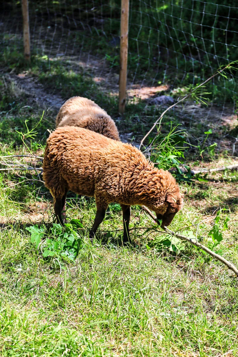 Lampaita syömässä ruohoa. Raaseporin linnanraunioilla voi tervehtiä lampaita.