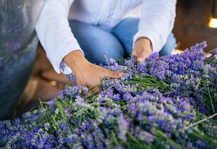 Laventeli kasvaa tuuheaksi, kun sen sato uskalletaan korjata tarpeeksi ajoissa. Kuvassa nainen laventelisadon keskellä. 
