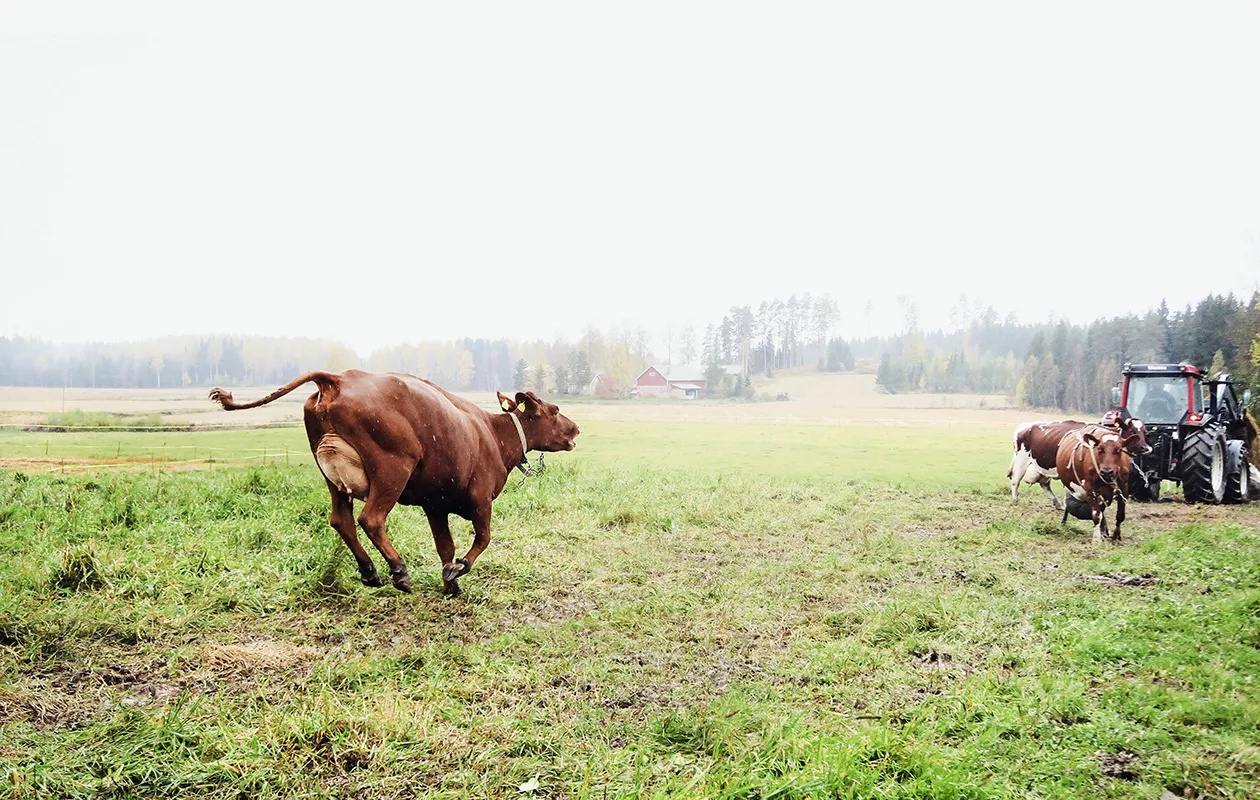 Raunin lehmät ovat ayrshire-rotua. Ne ovat Raunin silmään mukavammannäköisiä kuin mustavalkoiset friisiläiset, jotka lypsävät enemmän mutta ovat isompia.