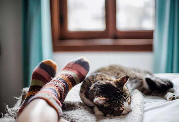 Eroahdistus vaikuttaa lemmikkien käytökseen. Kuvassa kissa makaa sängyllä. 