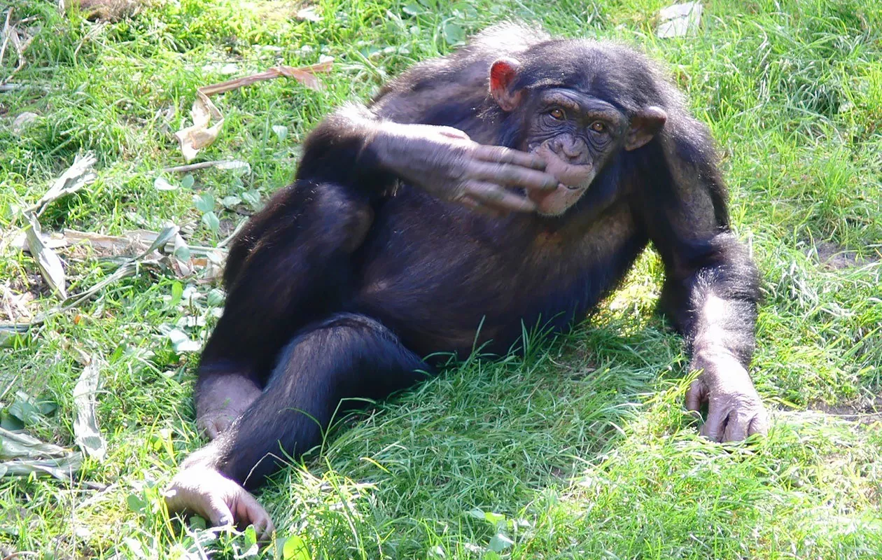 Simpanssi makoilee nurmikolla.