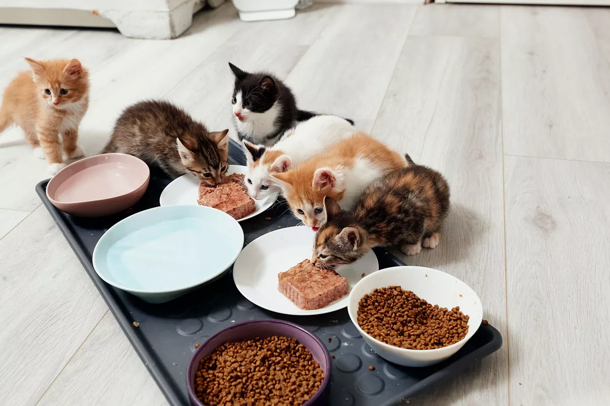 Kissanpennut ruokailemassa. 