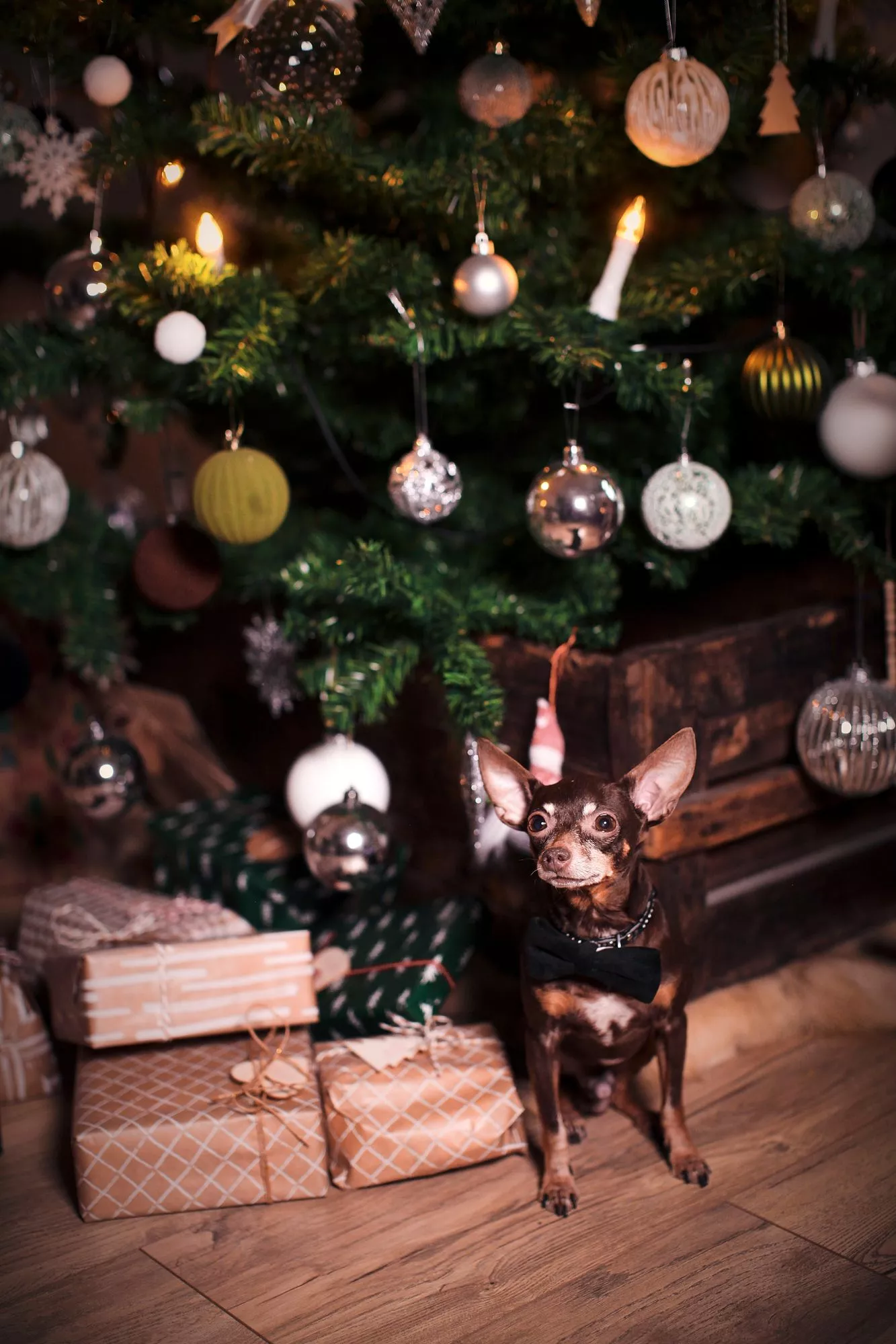 Neppi vahtii kuusen alle asetettuja lahjoja. Joulukoti saa kuuseen joka joulu yhden uuden, merkityksellisen koristeen.