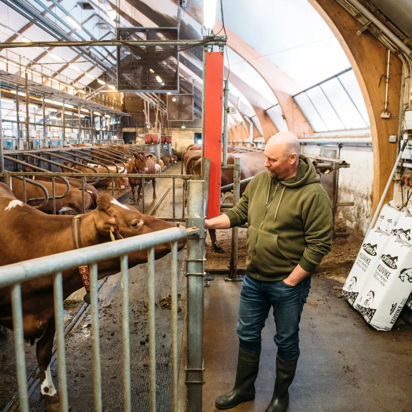 Tutkimustilan johtajan Tapani Jokiniemen mukaan on mahdollista, että tulevaisuudessa kotieläintuotannosta irtaannutaan. – Siihen asti on tärkeää tutkia, miten voimme parantaa tuotannon kestävyyttä.