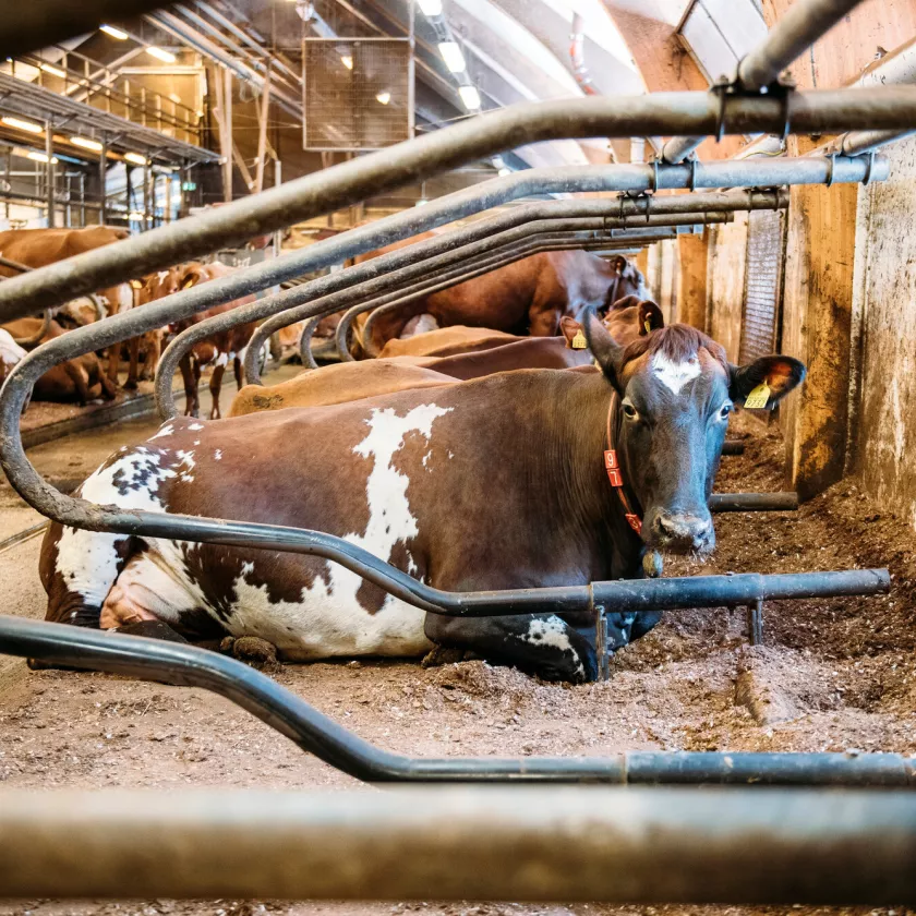 Suomessa oli Luonnonvarakeskus Luken mukaan toukokuussa 2023 yhteensä 820 700 nautaa, joista lypsylehmiä oli 242 000 yksilöä. Suomessa syntyy maidontuotannon vuoksi vuosittain valtavasti vasikoita.