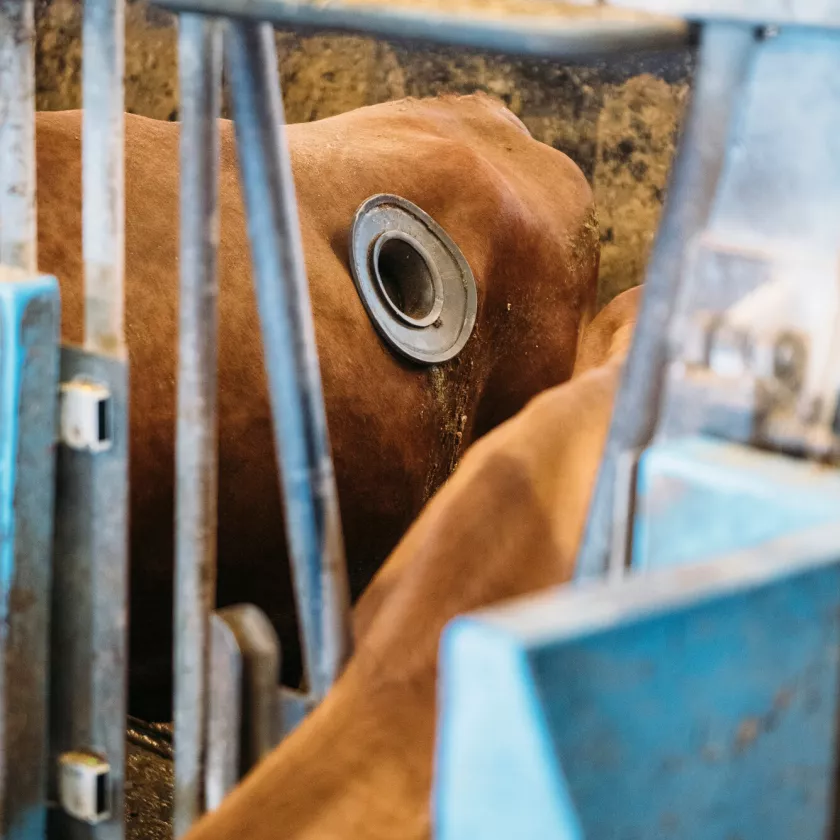 Viikin tutkimustilalla on jatkuvasti menossa tieteellisiä kokeita. Eräällä lehmällä on esimerkiksi pötsifisteli, jonka kautta tutkitaan, mitä lehmän pötsissä tapahtuu.