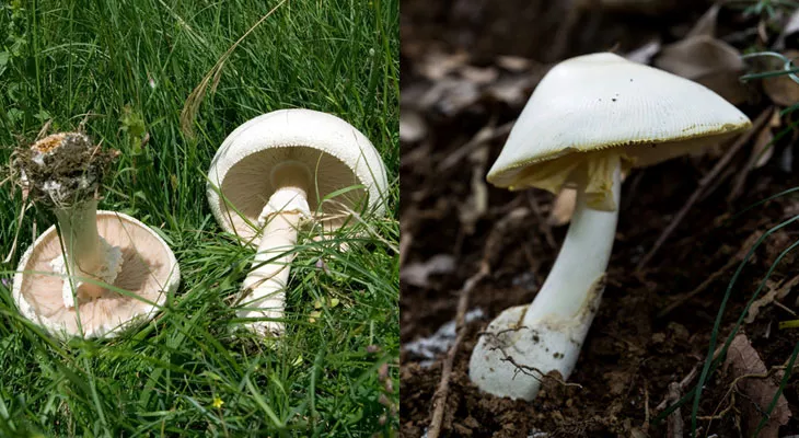 Conditional Mellow Peephole Älä sekoita näitä sieniä keskenään – pieni sieniopas sienimetsään | Anna.fi