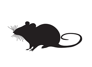 Kiinalainen horoskooppi 2015: Rotta